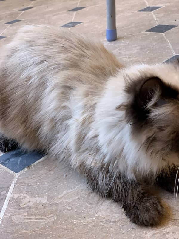 persian cat 3