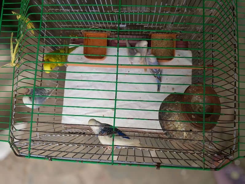 7 Australian parrots with cage 2