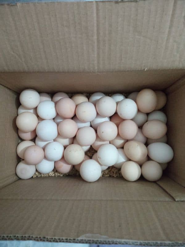 Fertile eggs | Australorp | Lohman | RIR | Misri | Australop Chicks | 1