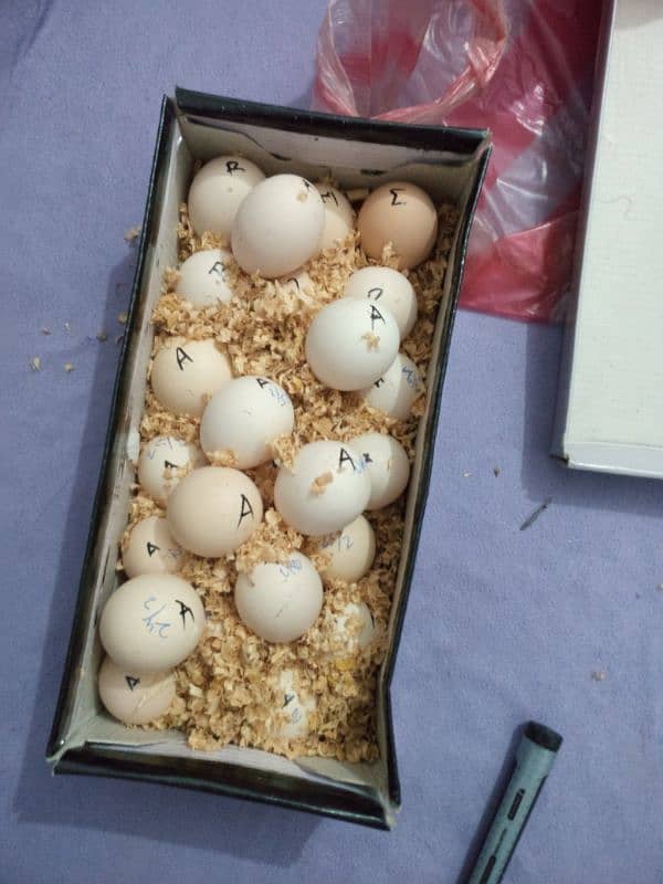 Fertile eggs | Australorp | Lohman | RIR | Misri | Australop Chicks | 2