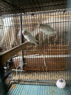 full colony for sale with cage