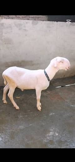 Mundra Chatra Kakka