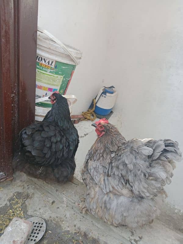 blue or black buff 0