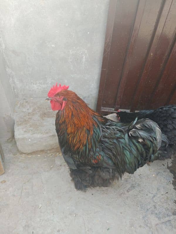 blue or black buff 1