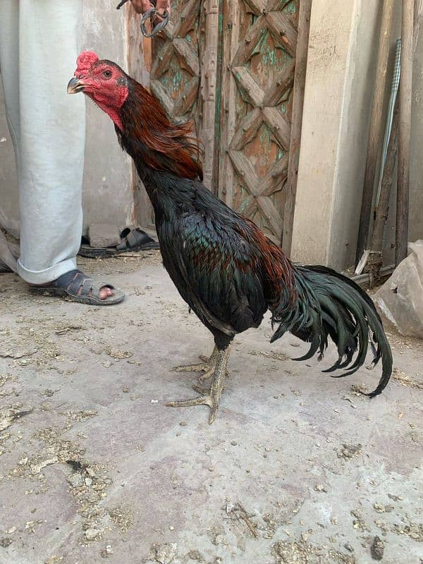 aseel thai patha 12month age ready to breed normal height 0
