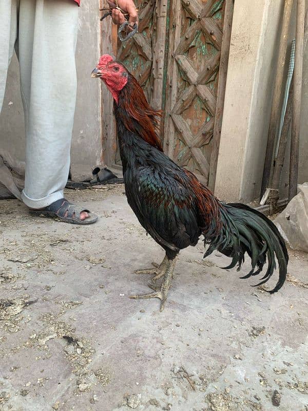 aseel thai patha 12month age ready to breed normal height 1