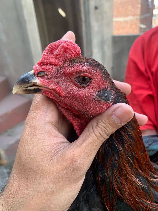 aseel thai patha 12month age ready to breed normal height 2