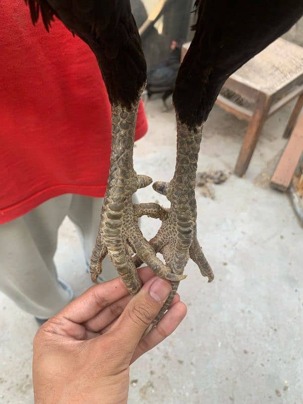 aseel thai patha 12month age ready to breed normal height 4