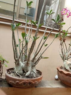 big size Bonsai for sale
