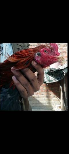 pure aseel Pakistani murga