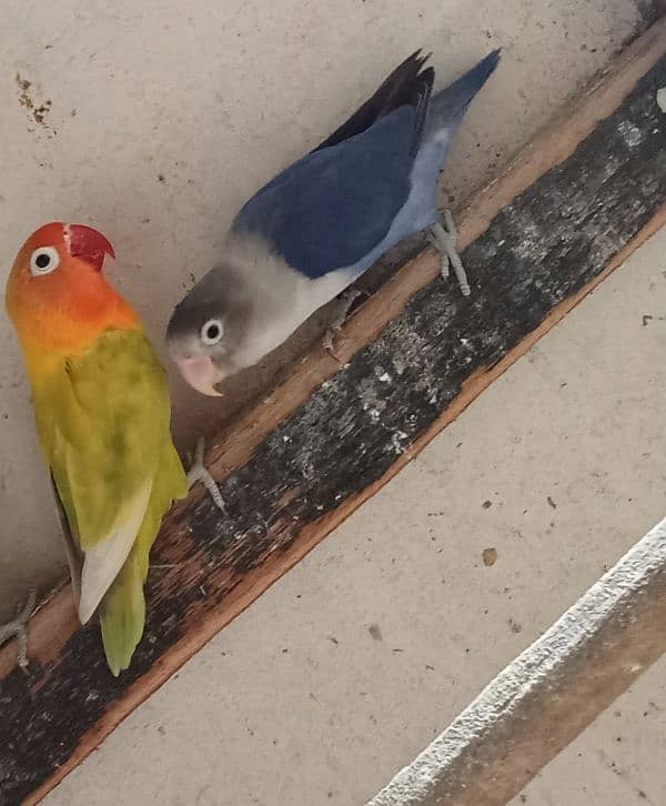 Love Bird Pair Available | Split Pair. 2