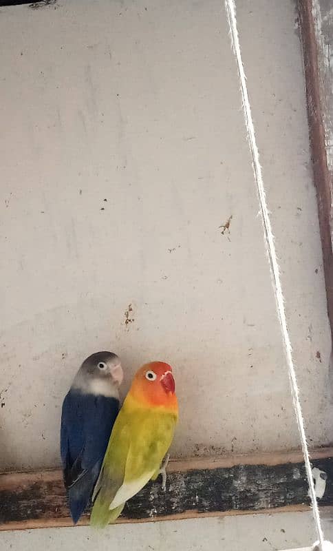 Love Bird Pair Available | Split Pair. 3