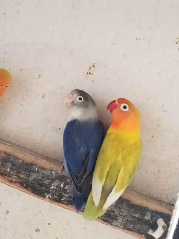 Love Bird Pair Available | Split Pair. 5