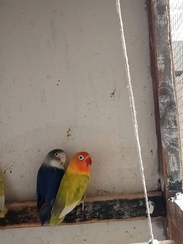Love Bird Pair Available | Split Pair. 6