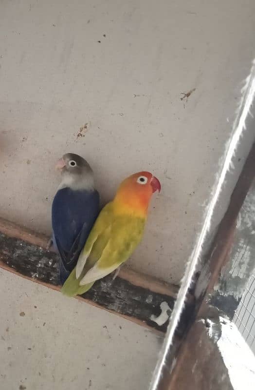 Love Bird Pair Available | Split Pair. 7