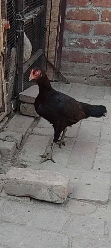 Aseel Madi for sale 2