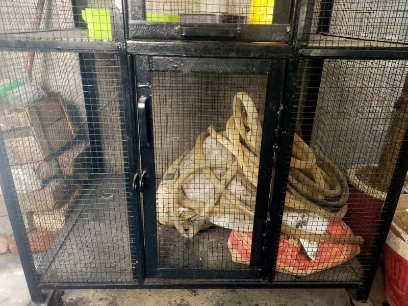 iron double portion cage / strong Hen cage / Aseel Cage pinjra 1