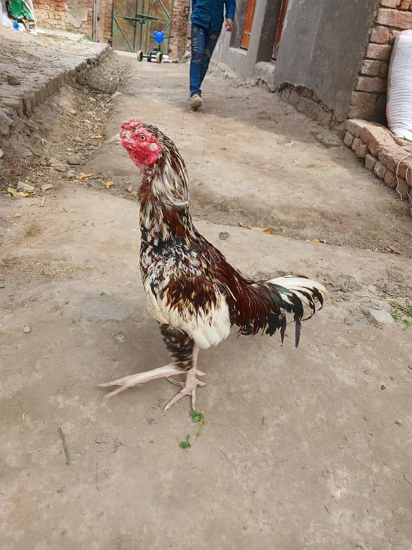 ghar k aseel 6