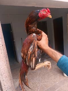Peela Miawali aseel