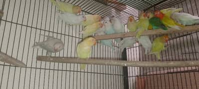 albino red I criminao