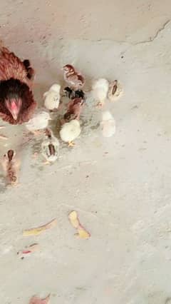 Aseel chiks for sale
