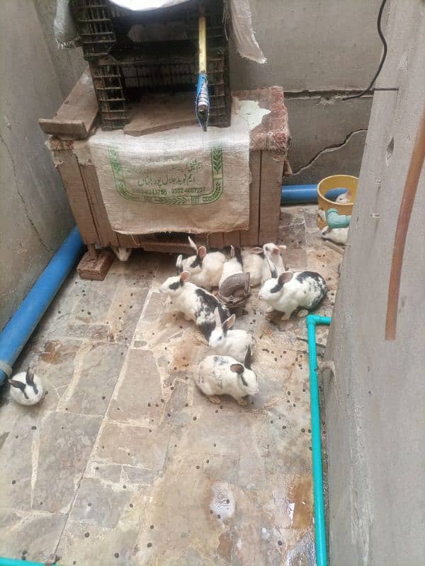 beautiful rabbit babies for sale 0