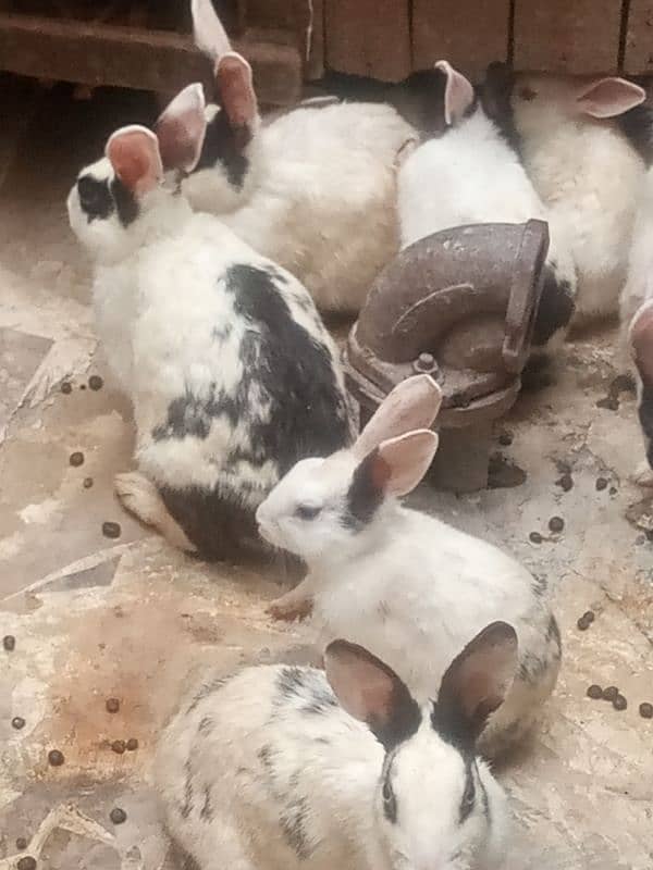 beautiful rabbit babies for sale 1