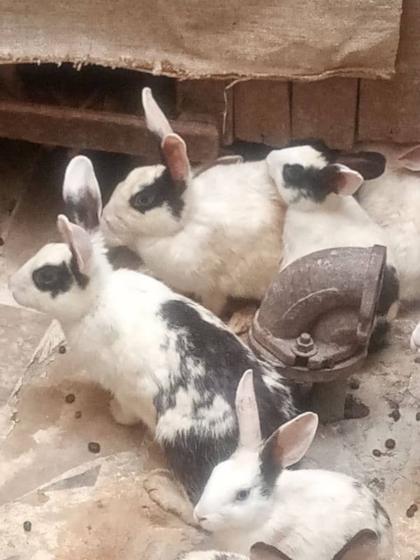 beautiful rabbit babies for sale 2