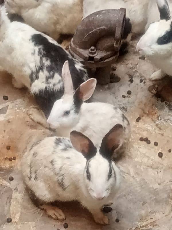 beautiful rabbit babies for sale 3