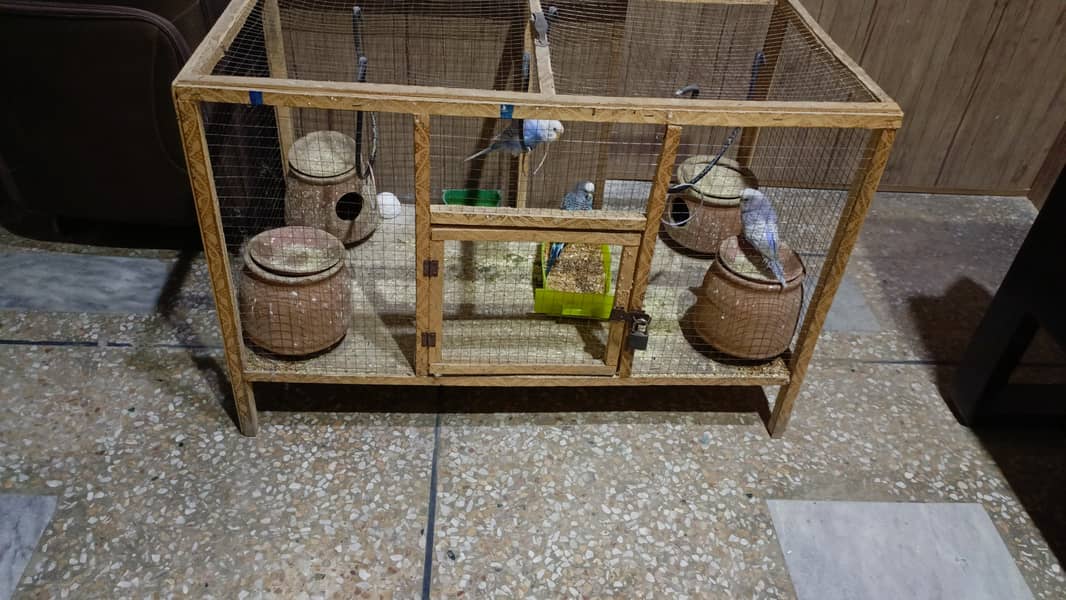 Australian Parrots 0