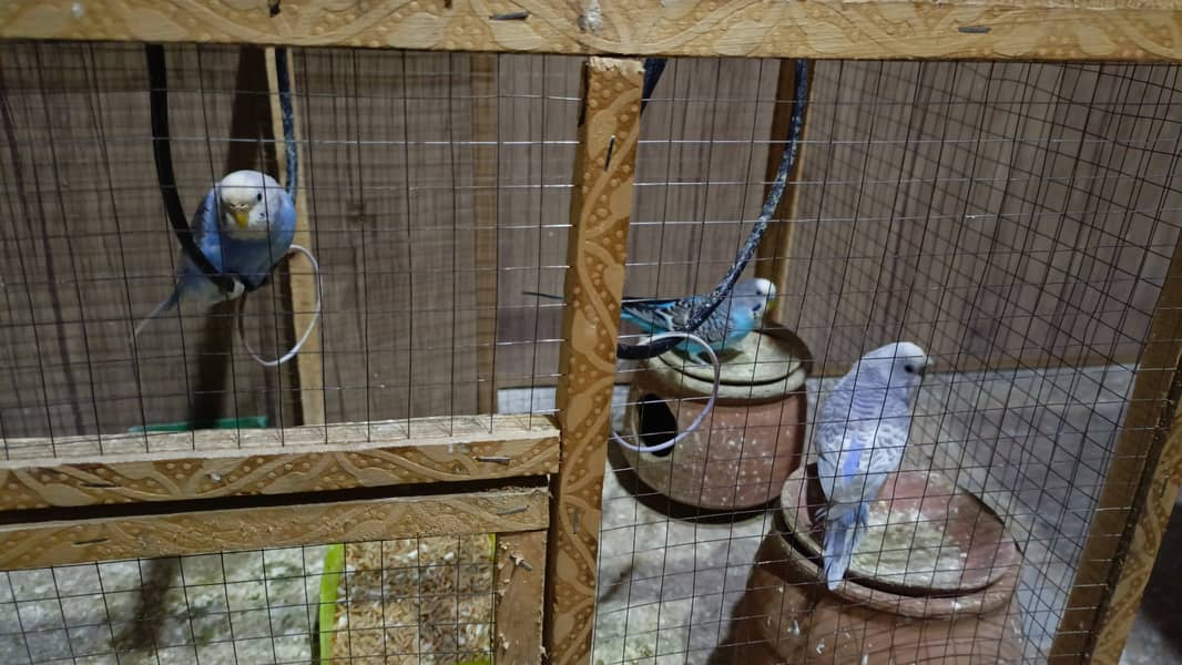 Australian Parrots 2