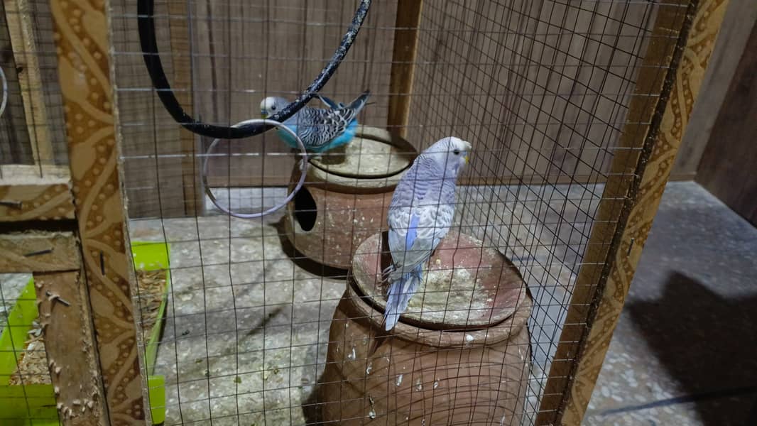 Australian Parrots 3