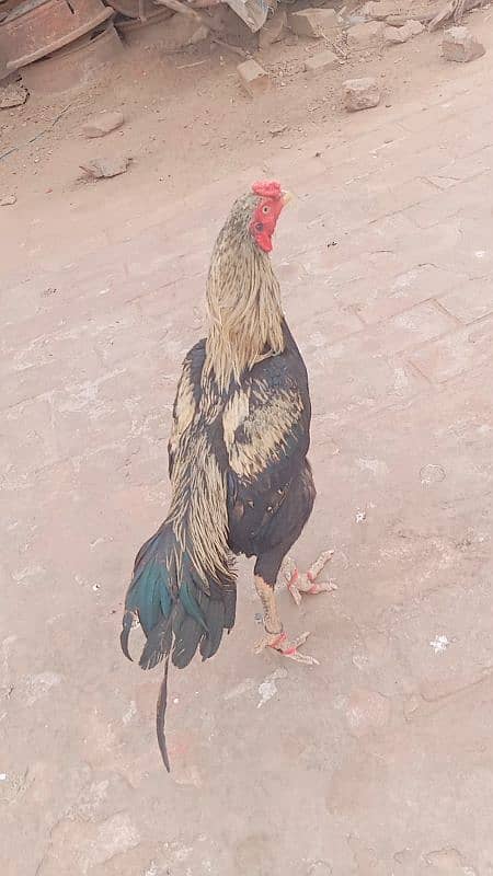 15month old java patha for sale 0