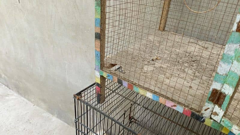 Australian Parrots 7