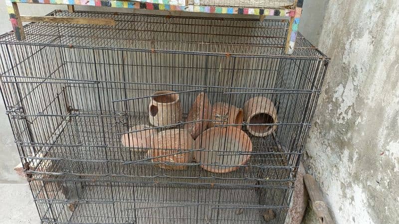 Australian Parrots 8