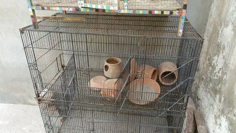 Australian Parrots 12