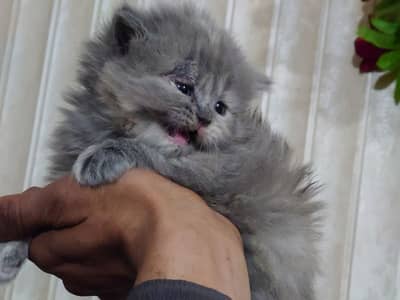 Persian kittens Xtreme punch  triple coated black  grey and white