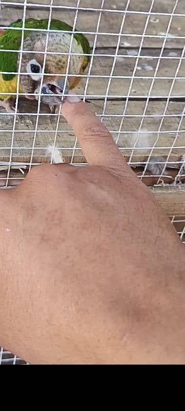 cheek conure parrot 1