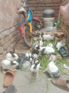 Rabbits. . one piece Rs. 600 final 600