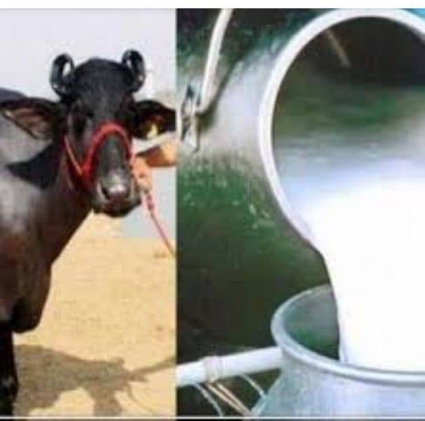 Cow Milk 0