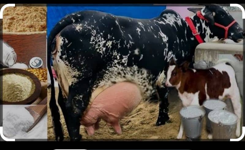 Cow Milk 1