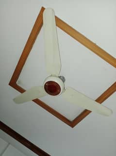 fan