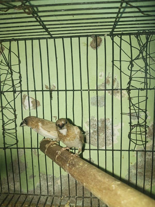 Fawn Java Possible Splits Greay Silver 3