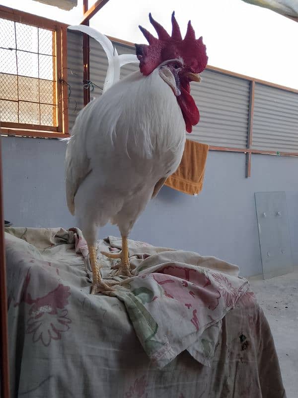 white Murgha farmi 1