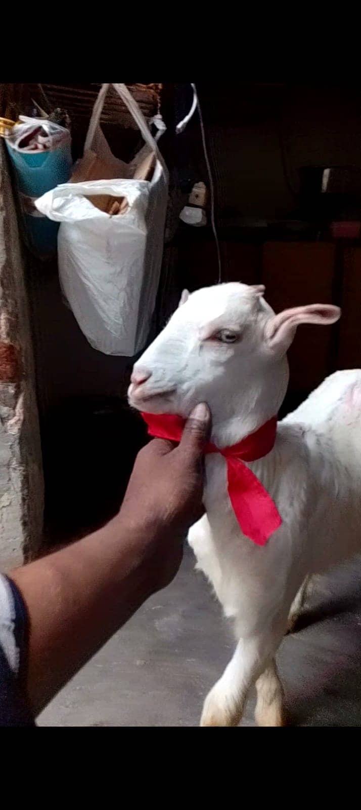 Goat | Bkra | Goat For Sale | Bkra For Sale | بکرا | Goat for Sale 0