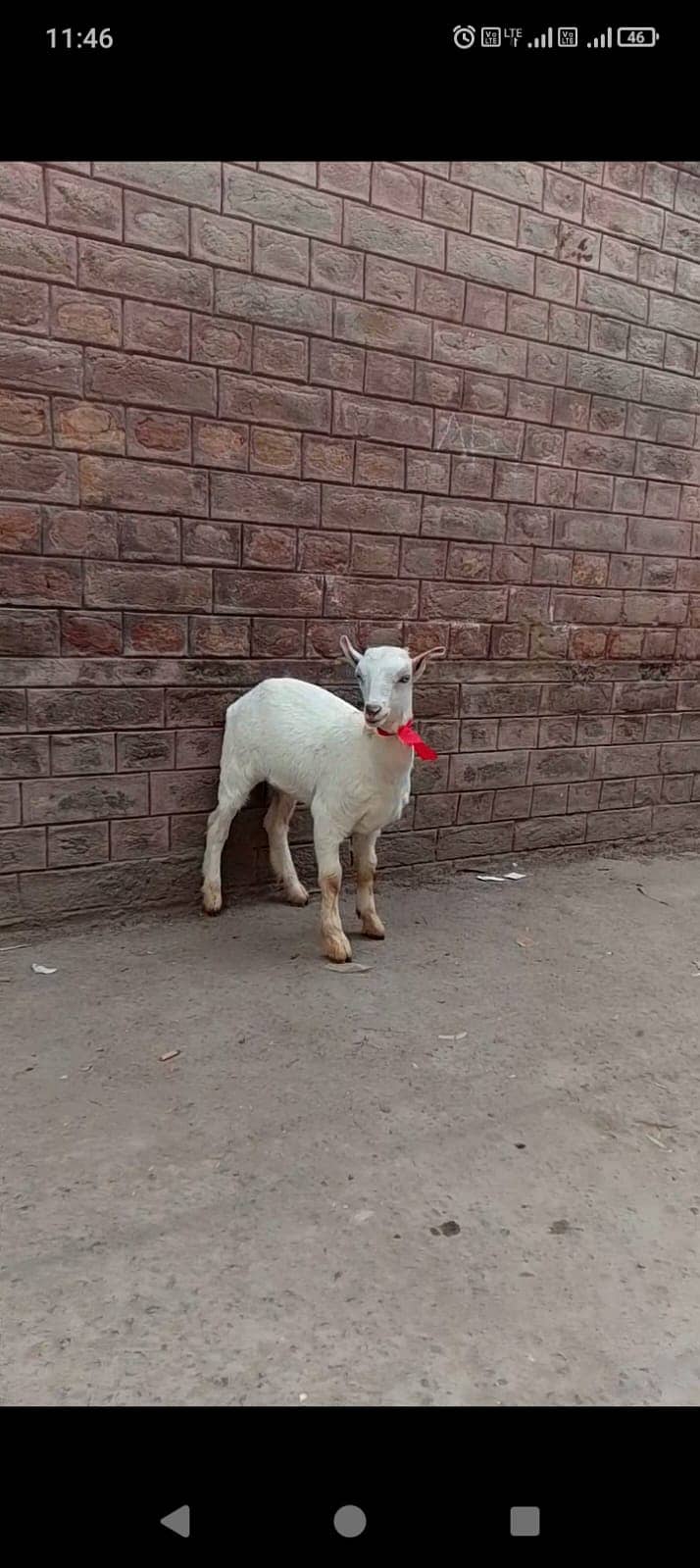 Goat | Bkra | Goat For Sale | Bkra For Sale | بکرا | Goat for Sale 1