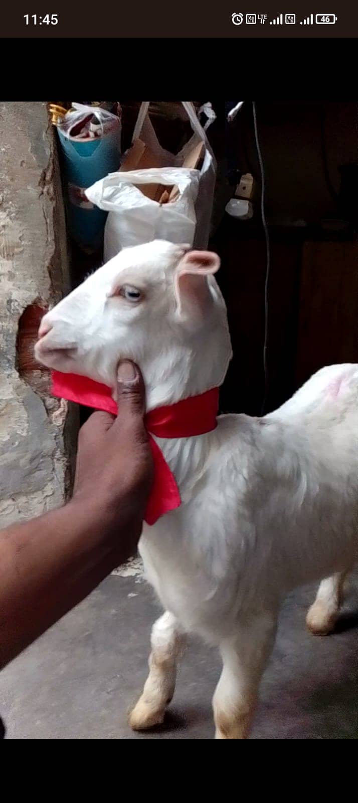 Goat | Bkra | Goat For Sale | Bkra For Sale | بکرا | Goat for Sale 2