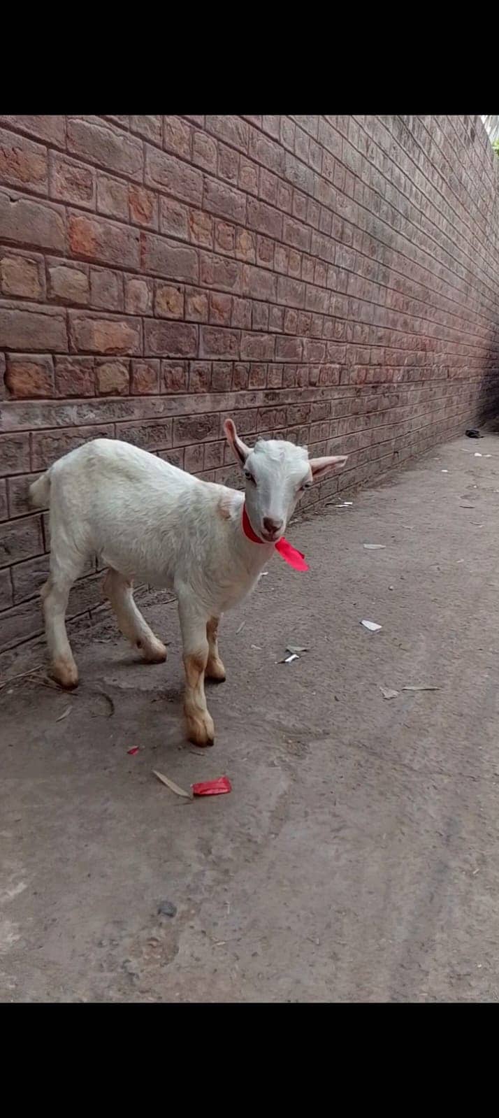 Goat | Bkra | Goat For Sale | Bkra For Sale | بکرا | Goat for Sale 3