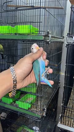 Par blue pale fellow, cremino, Decino, blue, split, opline for sell.
