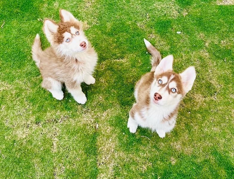 Husky Females available 2